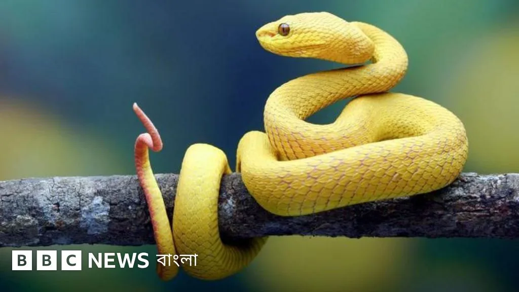 কোটি কোটি বছর আগে কি সাপের পা ছিল?