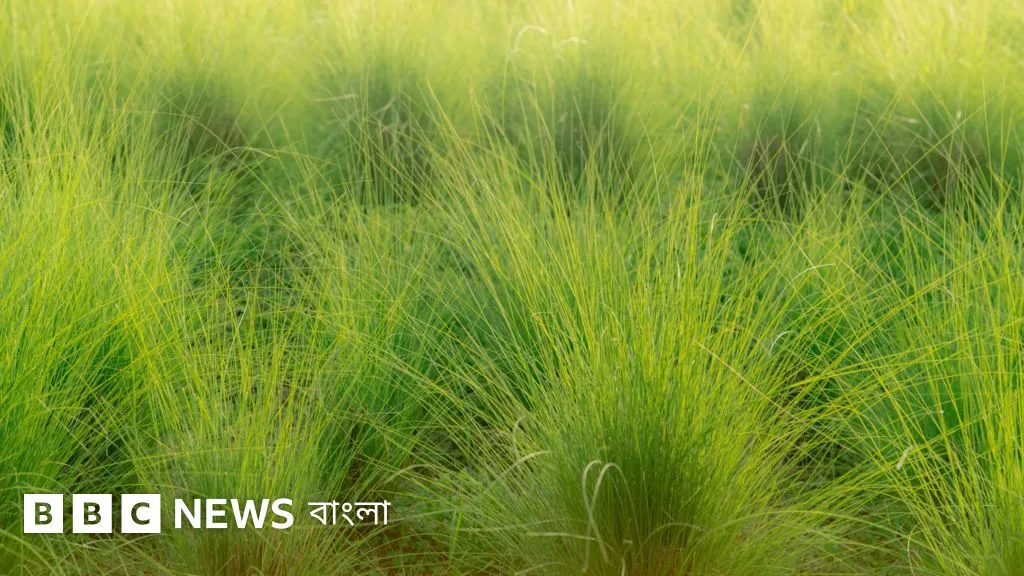 What is Vetiver grass and why is the Bangladesh government promoting it?