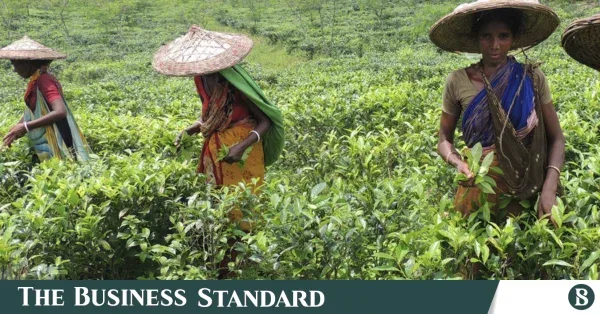 Low yields and high production costs hinder Bangladesh tea exports