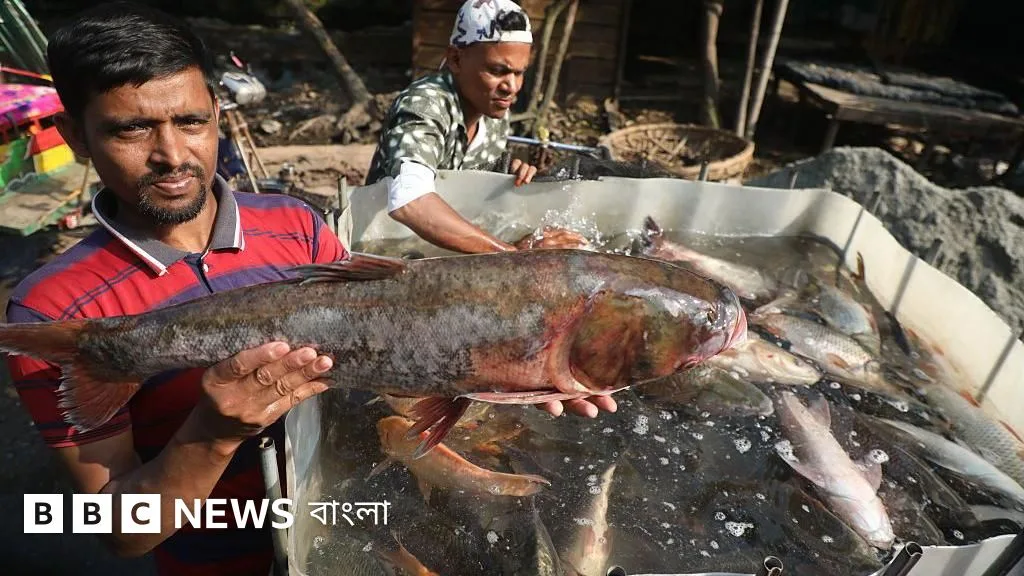 Why do farmed fish have an odor and how can it be removed?