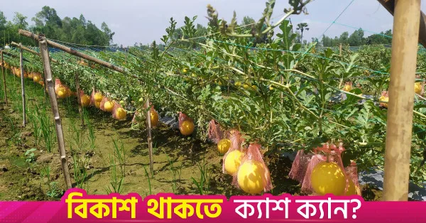Off-season watermelon farming gains traction among Khulna farmers