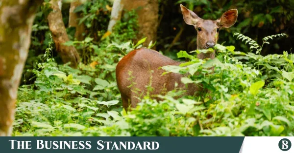 A Glimpse into Nepal's Chitwan National Park