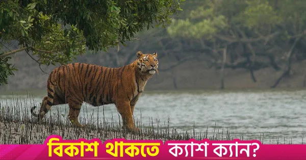 Sundarbans to reopen for tourists on September 1