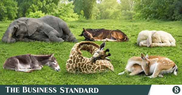 Mammals that sleep the least