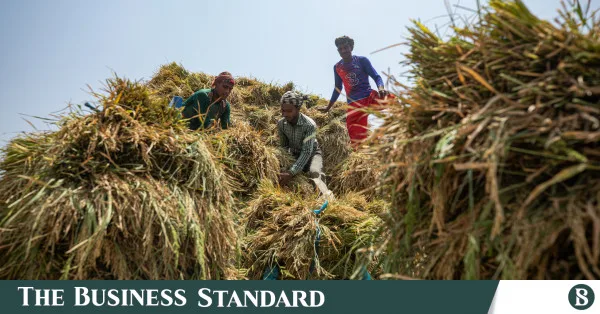 Why Bangladesh lags in global rice productivity despite South Asian lead