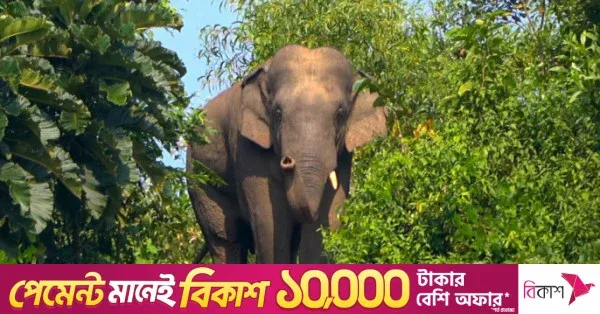 World Elephant Day: Bangladesh faces crisis with fewer than 300 wild elephants