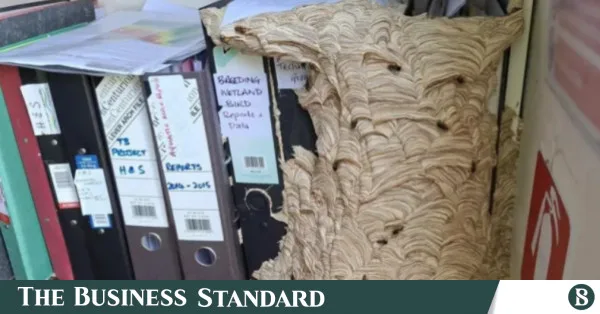 Giant wasp nest forces Norfolk wildlife manager out of office