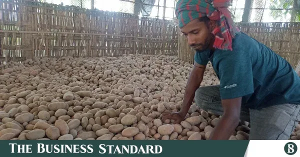মধ্যপ্রাচ্যে যুদ্ধের প্রভাবে আলুর রপ্তানি অর্ধেকে নেমেছে
