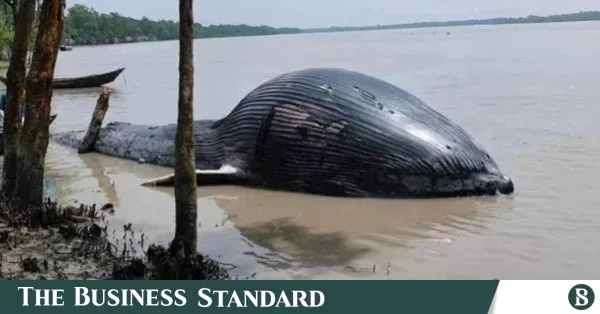 বরগুনার তালতলীতে ৩০ ফুট লম্বা মৃত তিমি উদ্ধার