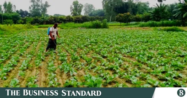 Early winter vegetable cultivation brings hope to northern farmers