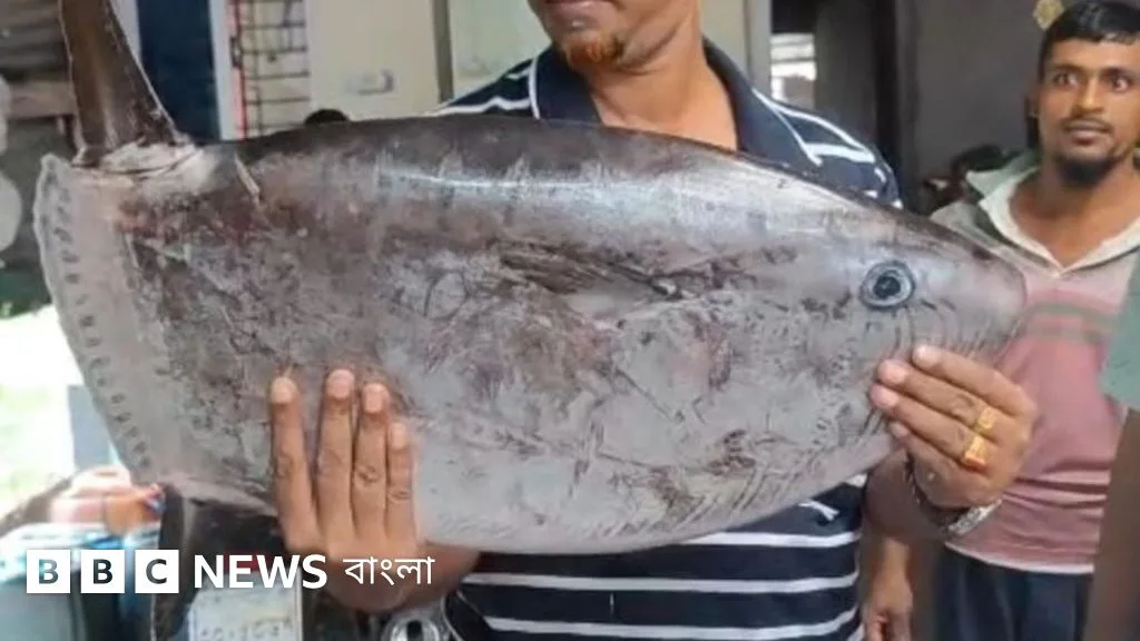 What are the characteristics of the Slender Sunfish found in Kuakata?