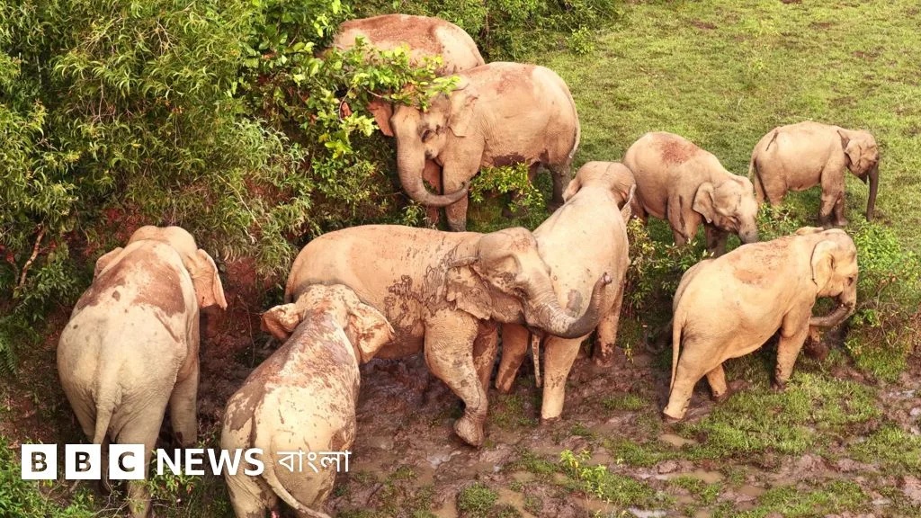Over 130 elephants trapped at Sherpur border, diplomatic talks underway