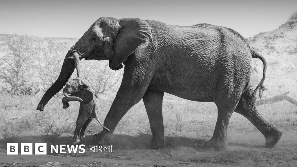 মৃত শাবক নিয়ে মাদি হাতির শোকের বিরল দৃশ্য