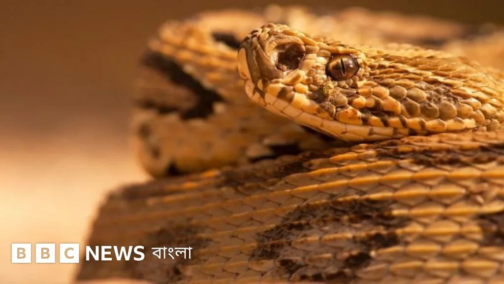 রাসেলস ভাইপারের অ্যান্টিভেনম গবেষণা: অর্থ সংকটে থমকে কার্যক্রম